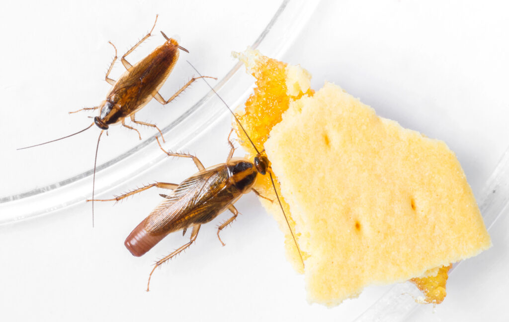 signs your home needs a german roach treatment plan