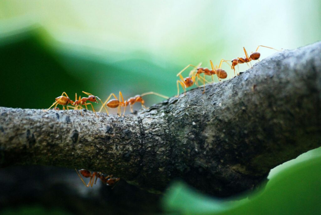 colony of ants on a branch