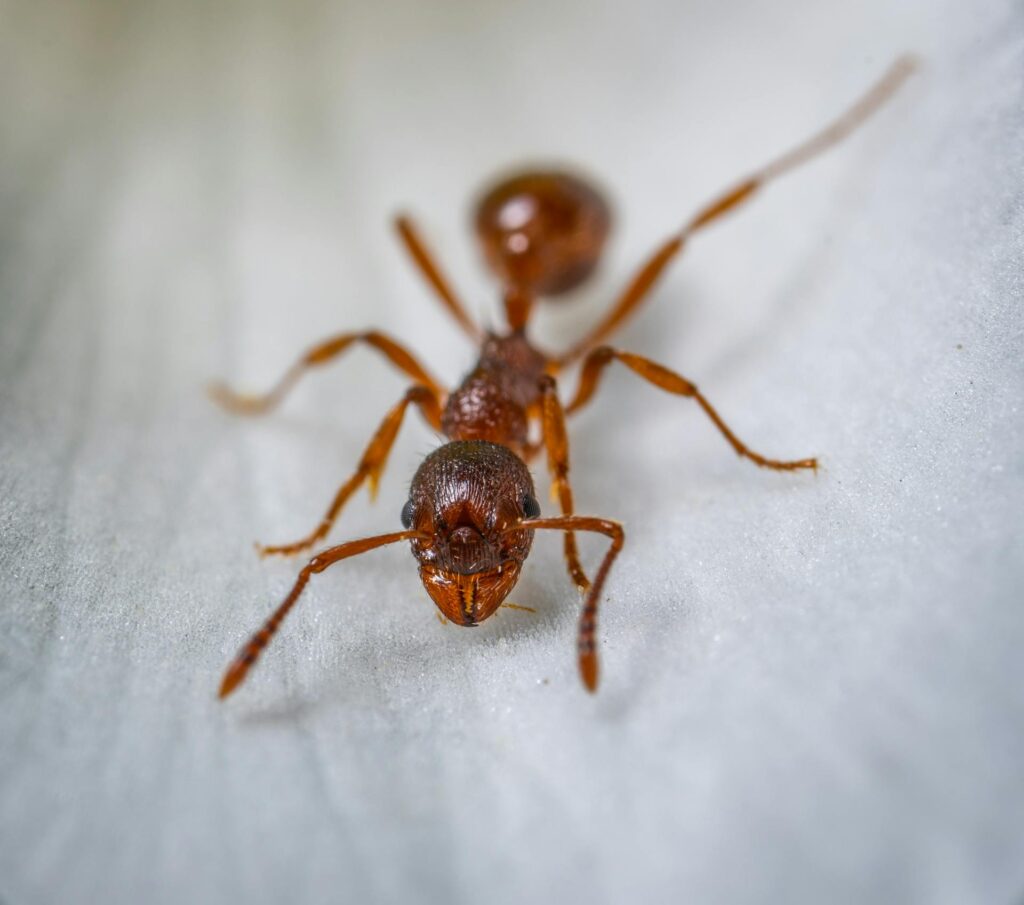image of an ant - brownwood ant treatment