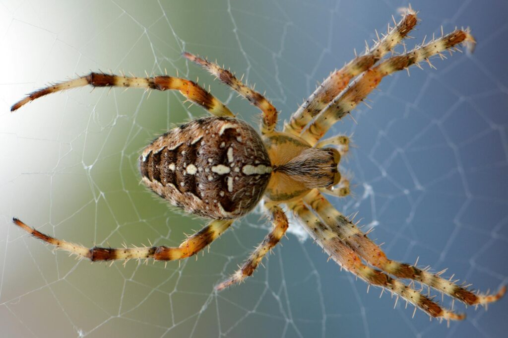 spider treatment brown county